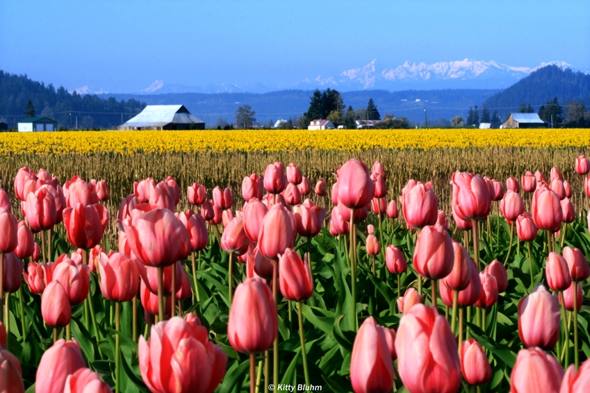  will visit us during the Skagit Valley Tulip Festival? We hope so